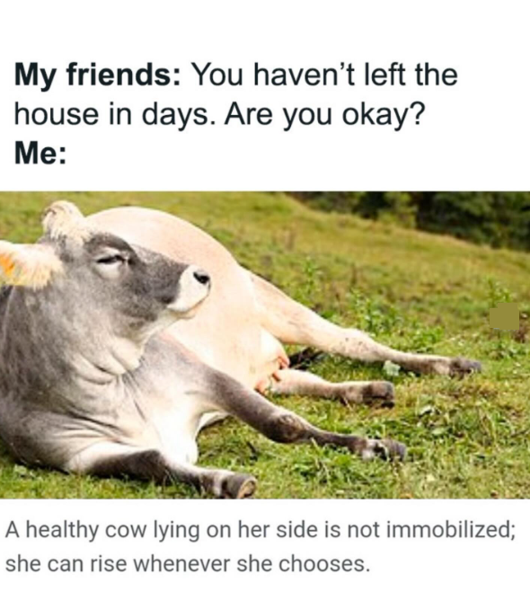 My friends: You haven't left the house in days. Are you okay? Me: A healthy cow lying on her side is not immobilized; she can rise whenever she chooses.