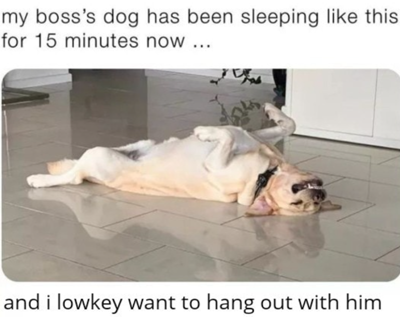 my boss's dog has been sleeping like this for 15 minutes now... and i lowkey want to hang out with him