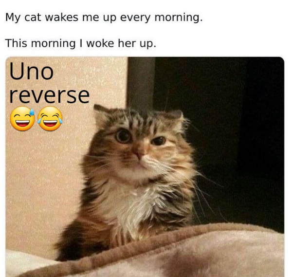 My cat wakes me up every morning. This morning I woke her up. Uno reverse