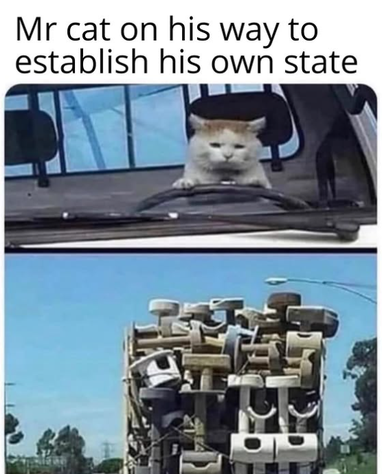 Mr cat on his way to establish his own state