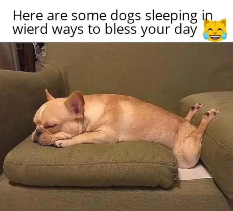 Here are some dogs sleeping in wierd ways to bless your day