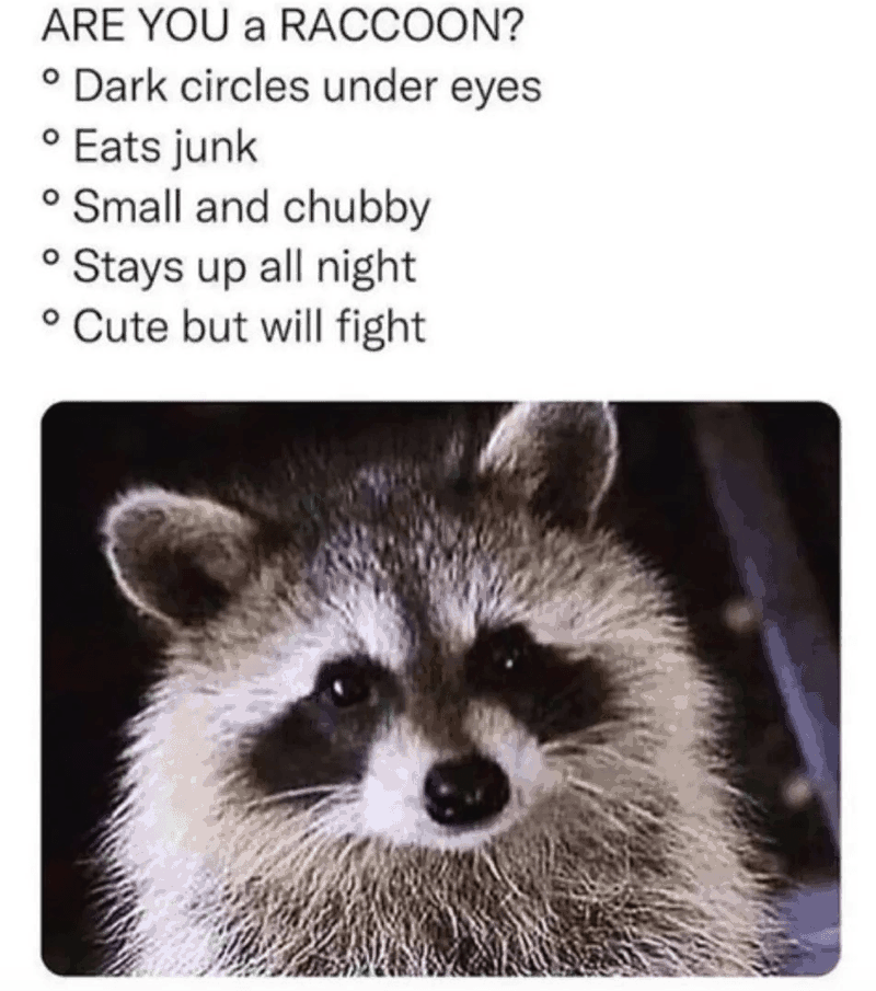ARE YOU a RACCOON? ° Dark circles under eyes Eats junk Small and chubby ° Stays up all night ° Cute but will fight