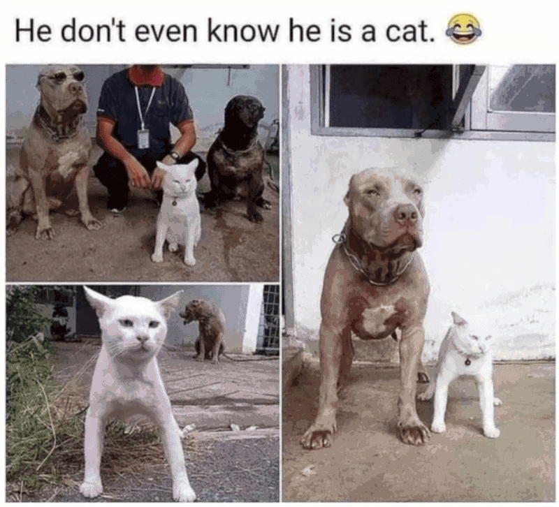 He don't even know he is a cat.