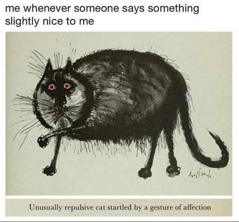 me whenever someone says something slightly nice to me O wilah Unusually repulsive cat startled by a gesture of affection