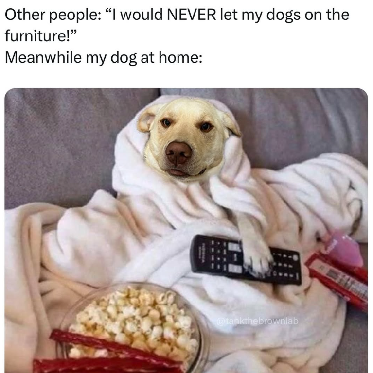 Other people: "I would NEVER let my dogs on the furniture!" Meanwhile my dog at home: @tankthebrownlab