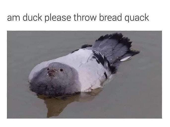 am duck please throw bread quack