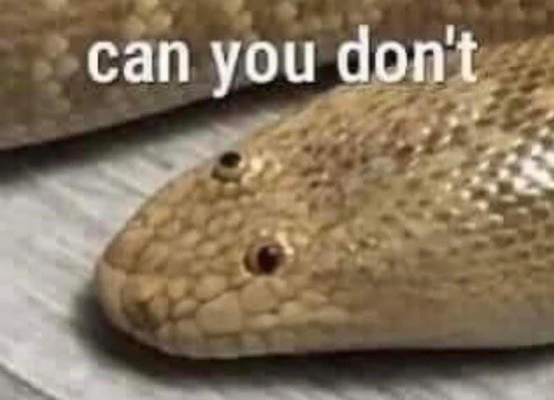 can you don't