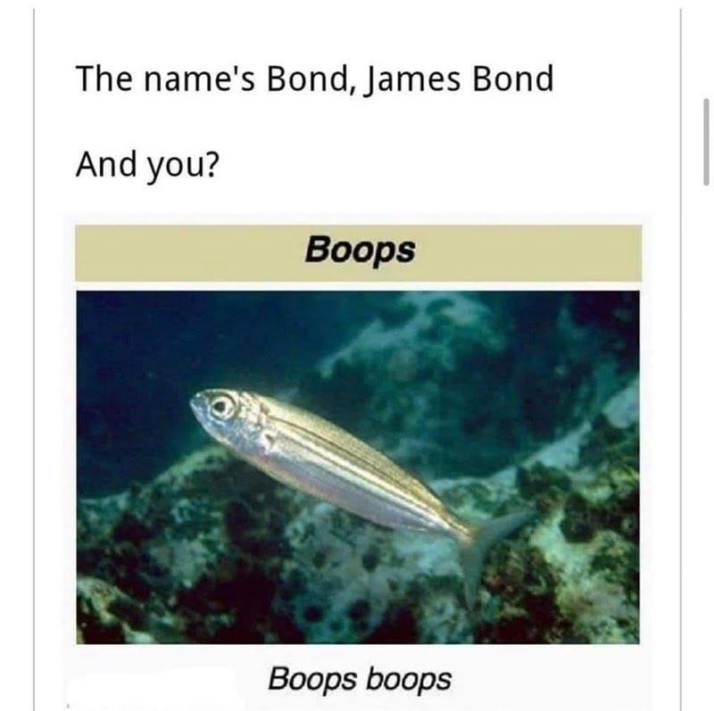 The name's Bond, James Bond And you? Boops Boops boops