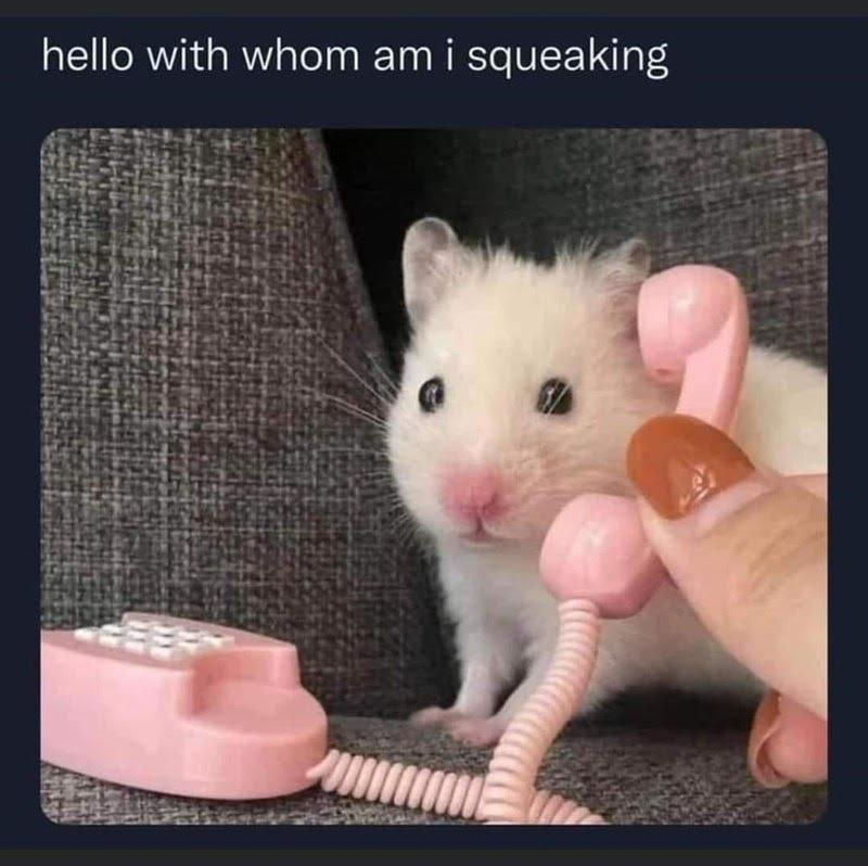 hello with whom am i squeaking