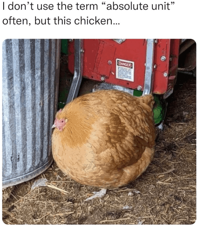 I don't use the term "absolute unit" often, but this chicken... DANGER