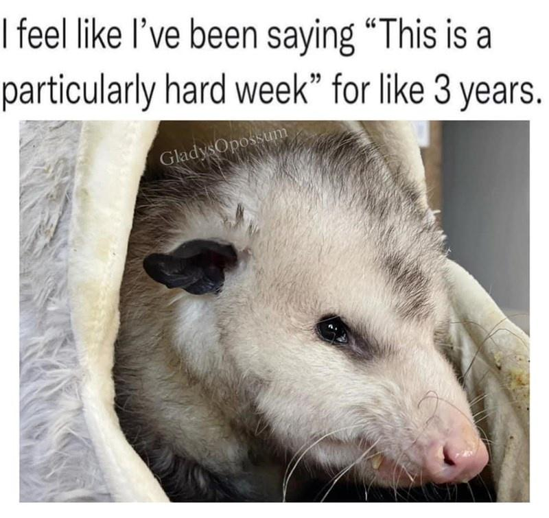 I feel like I've been saying "This is a particularly hard week" for like 3 years. Gladys Opossum