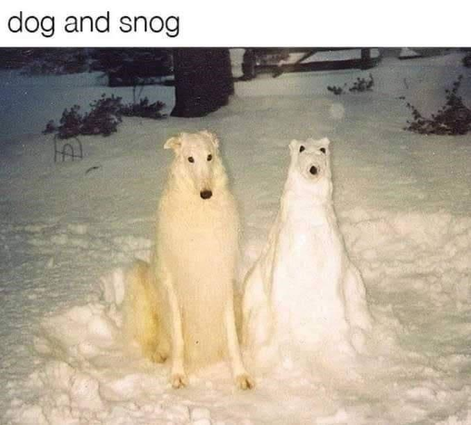 dog and snog