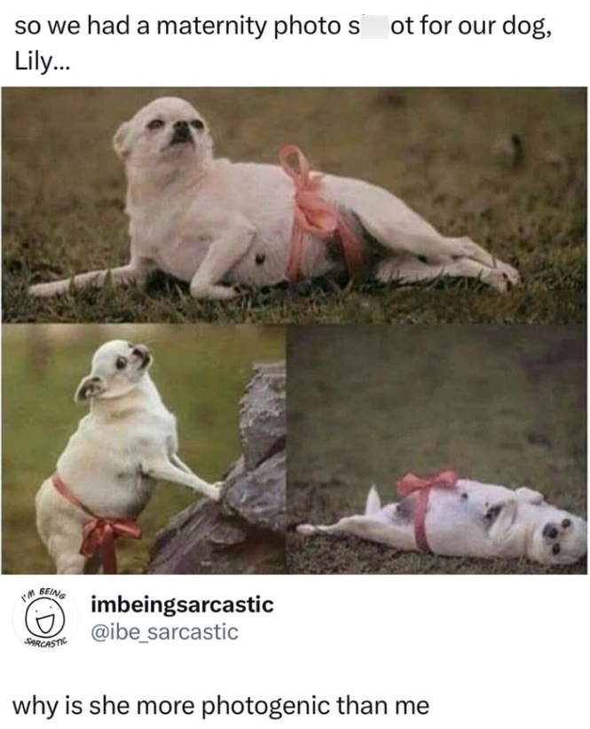 so we had a maternity photo s Lily... I'M BEING SARCASTIC imbeingsarcastic @ibe_sarcastic ot for our dog, why is she more photogenic than me