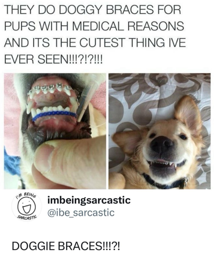 THEY DO DOGGY BRACES FOR PUPS WITH MEDICAL REASONS AND ITS THE CUTEST THING IVE EVER SEEN!!!?!?!!! I'm BEING SARCASTIC imbeingsarcastic @ibe_sarcastic DOGGIE BRACES!!!?!