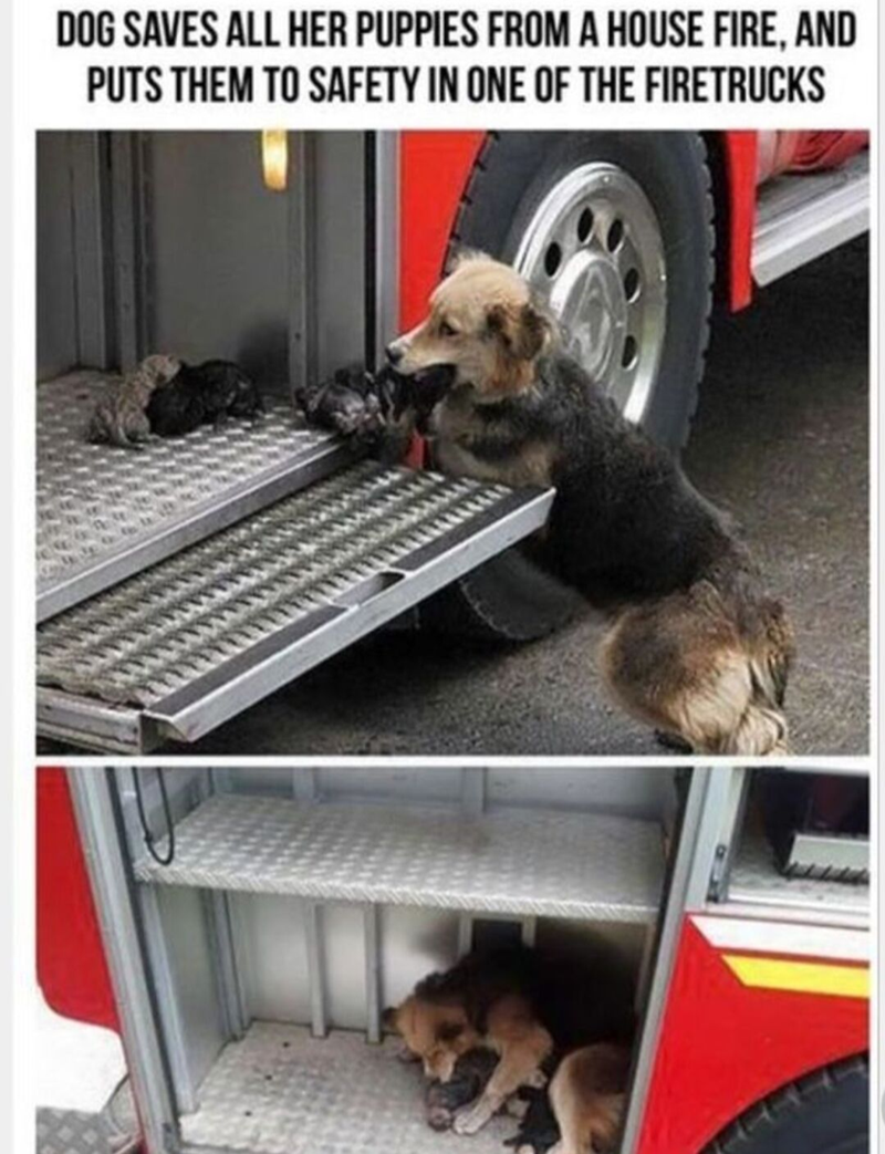 DOG SAVES ALL HER PUPPIES FROM A HOUSE FIRE, AND PUTS THEM TO SAFETY IN ONE OF THE FIRETRUCKS