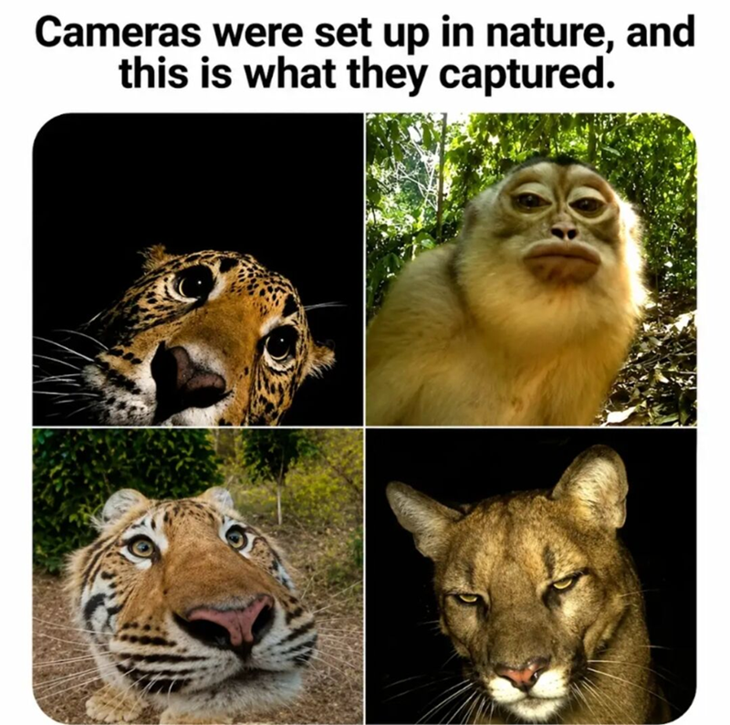 Cameras were set up in nature, and this is what they captured.