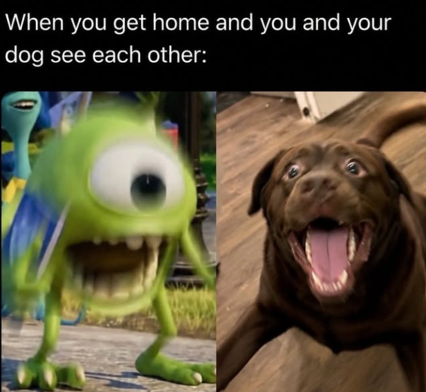 When you get home and you and your dog see each other: