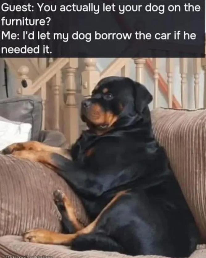 Guest: You actually let your dog on the furniture? Me: I'd let my dog borrow the car if he needed it.
