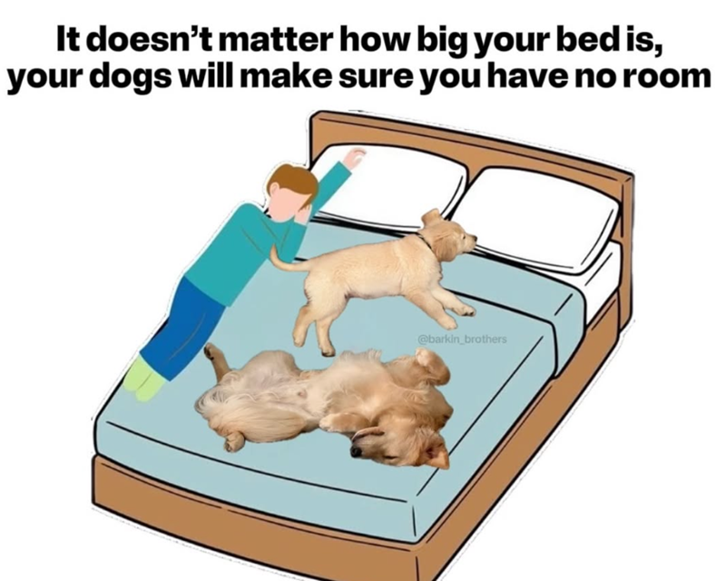 It doesn't matter how big your bed is, your dogs will make sure you have no room @barkin_brothers
