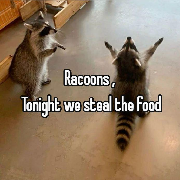 Racoons, Tonight we steal the food