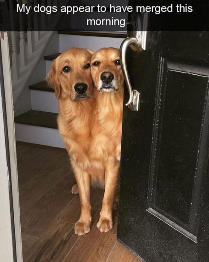 My dogs appear to have merged this morning