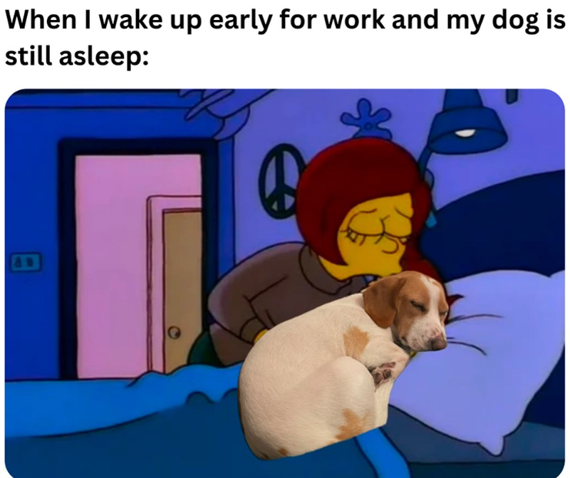When I wake up early for work and my dog is still asleep: