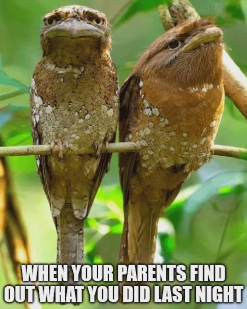 WHEN YOUR PARENTS FIND OUT WHAT YOU DID LAST NIGHT