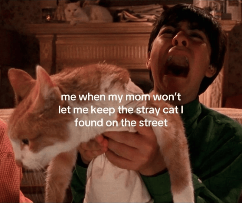 me when my mom won't let me keep the stray cat I found on the street