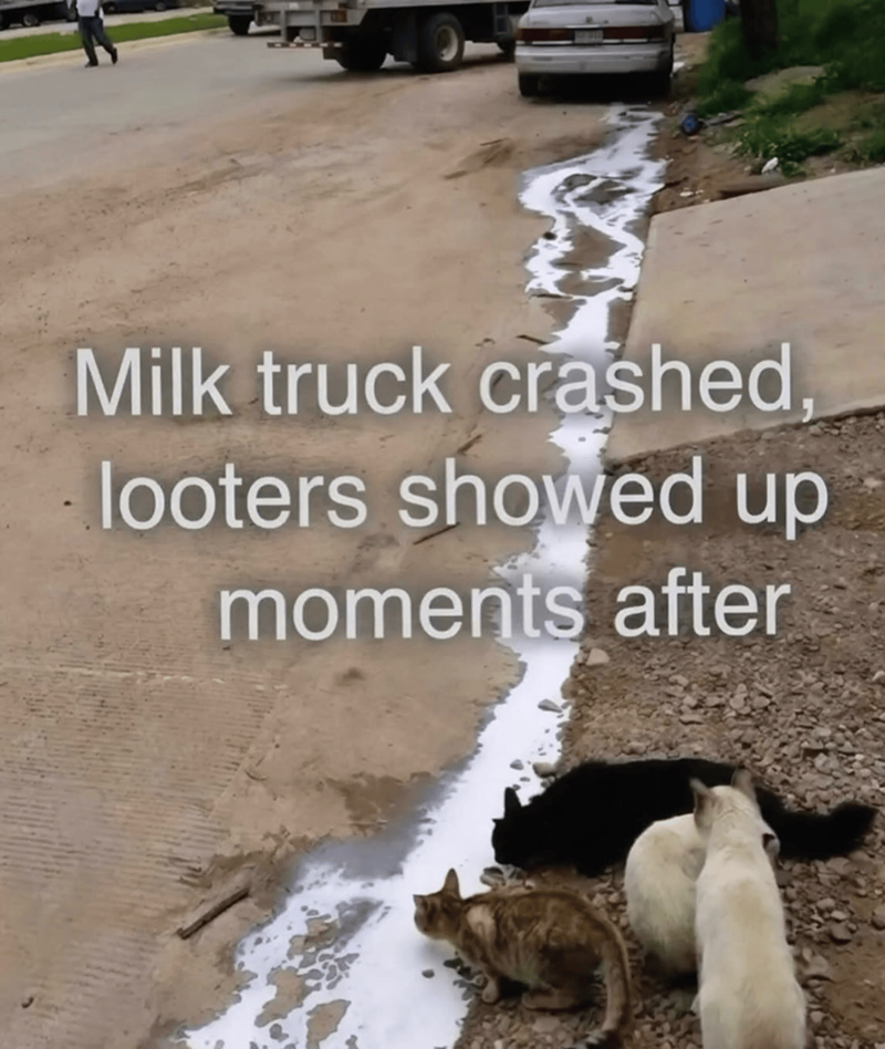 Milk truck crashed, looters showed up moments after