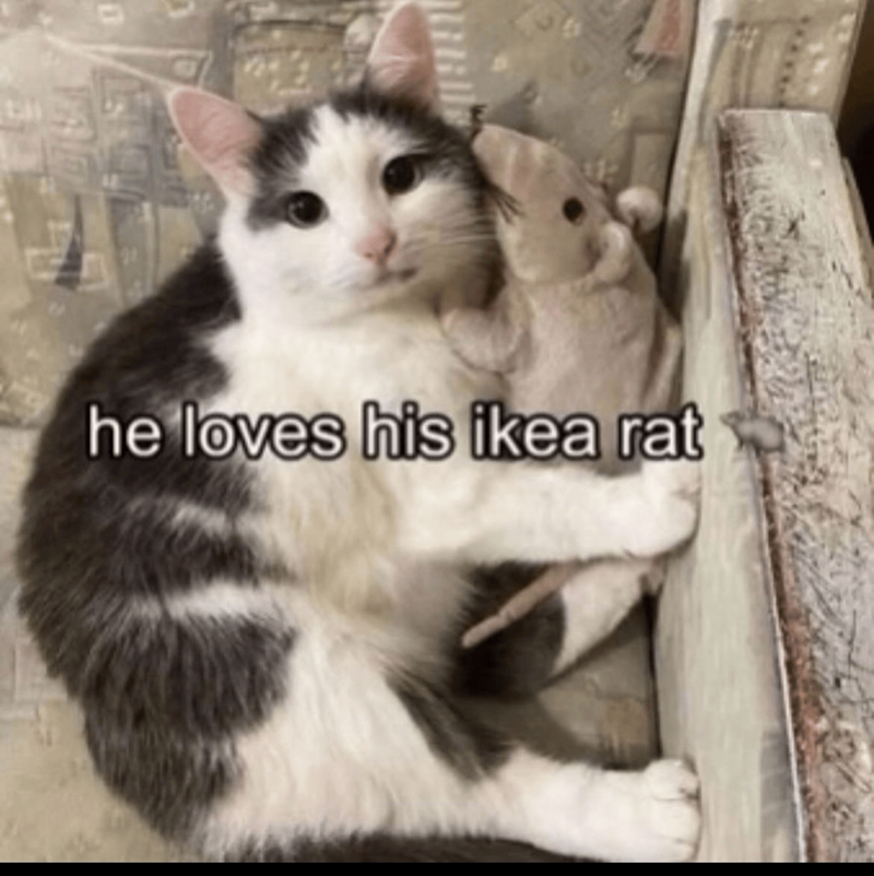 he loves his ikea rat