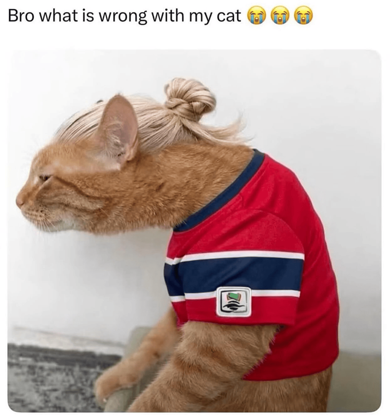 Bro what is wrong with my cat