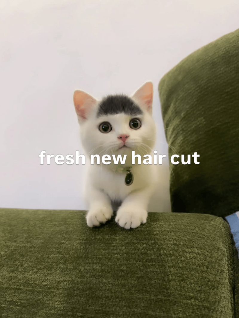 fresh new hair cut