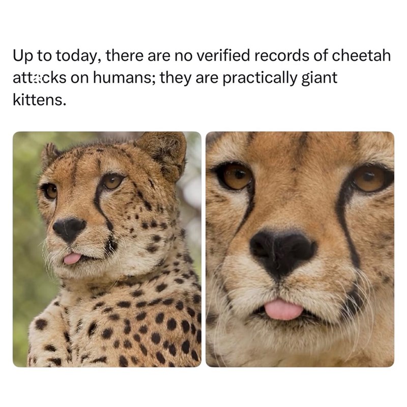Up to today, there are no verified records of cheetah attacks on humans; they are practically giant kittens.