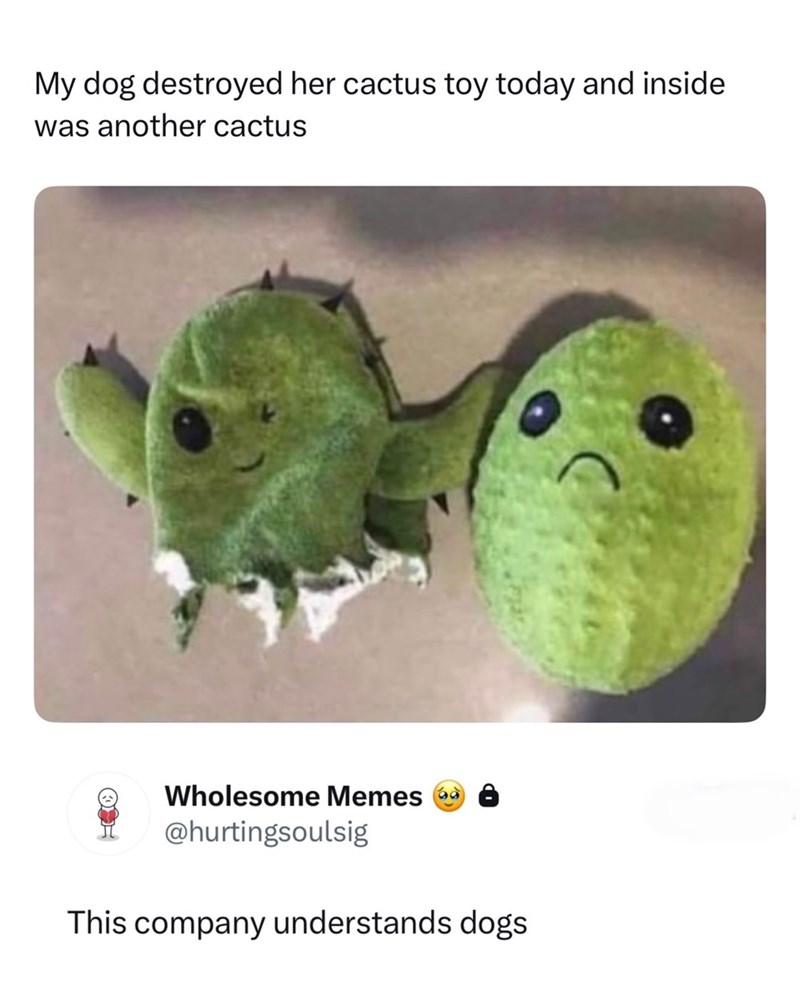 My dog destroyed her cactus toy today and inside was another cactus Wholesome Memes d @hurtingsoulsig This company understands dogs