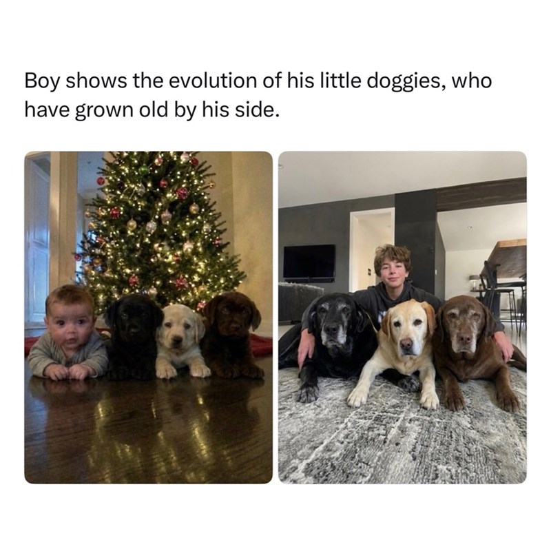 Boy shows the evolution of his little doggies, who have grown old by his side.