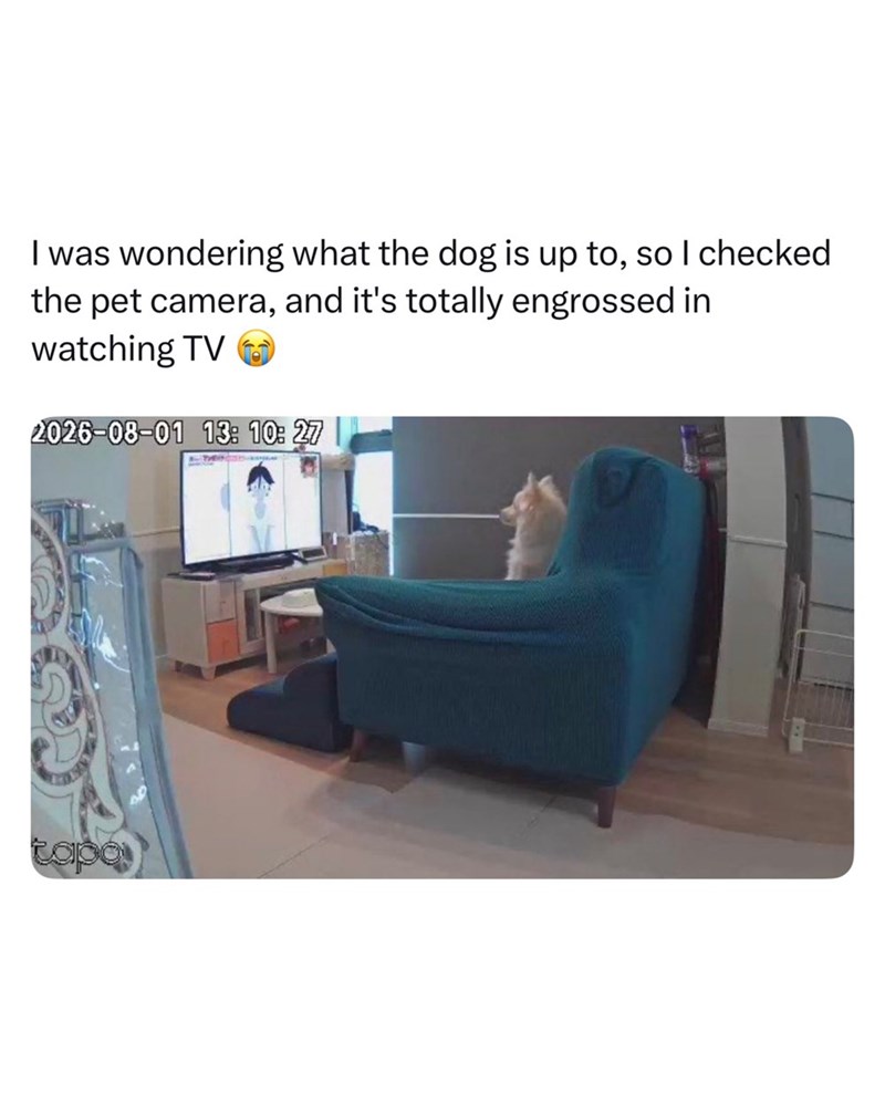 I was wondering what the dog is up to, so I checked the pet camera, and it's totally engrossed in watching TV 2026-08-01 13: 10:27 tapo