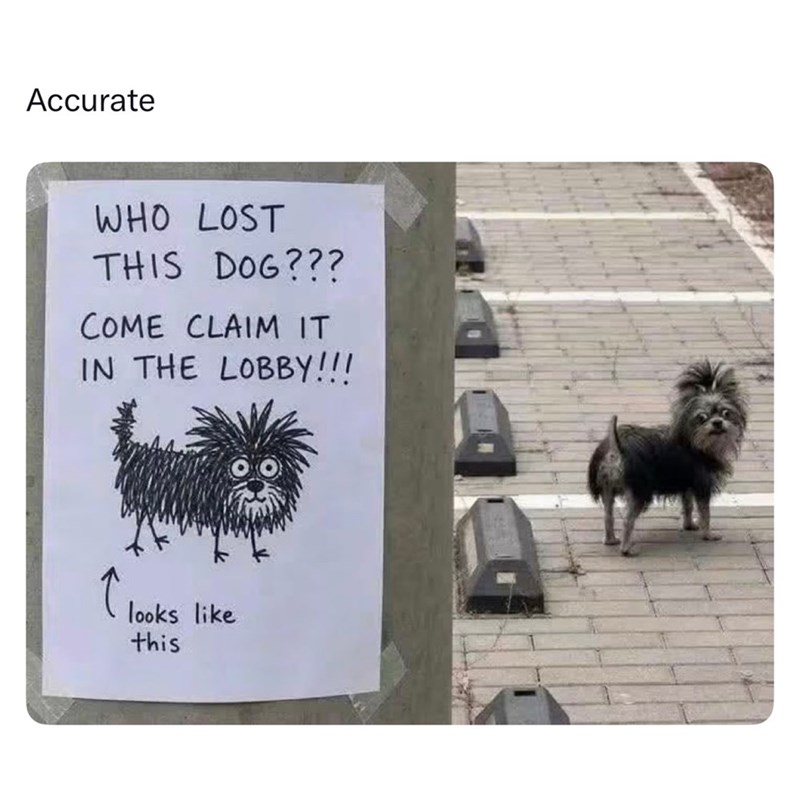 Accurate WHO LOST THIS DOG??? COME CLAIM IT IN THE LOBBY!!! ↑ looks like this