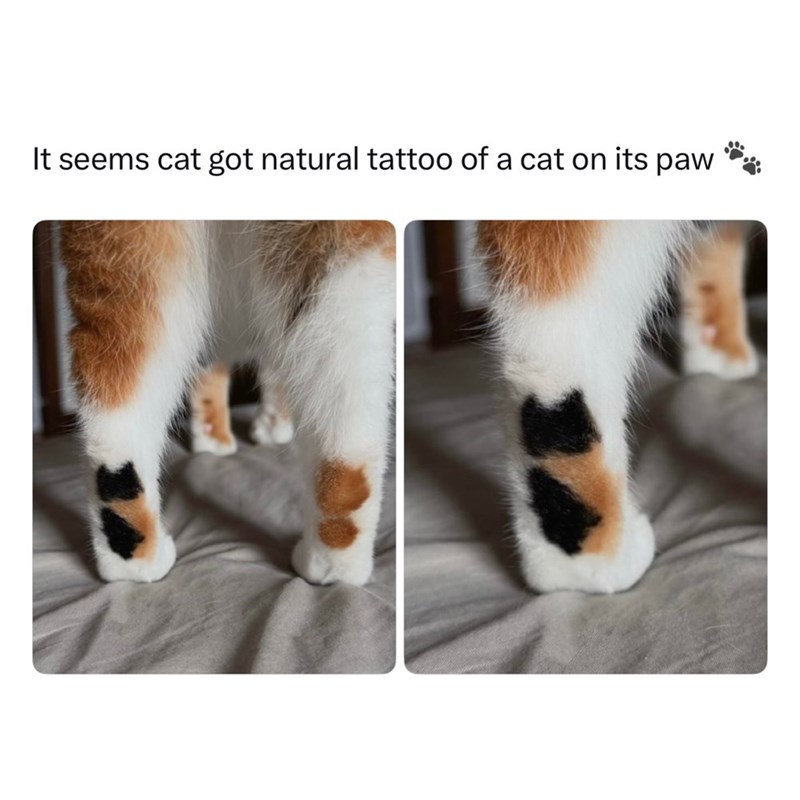 It seems cat got natural tattoo of a cat on its paw