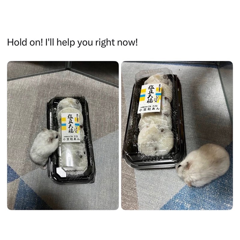 Hold on! I'll help you right now! 消费期限 24.2.23 小豆粒あん 塩豆大福 社 塩豆大福 消费期限24.2.23 小豆粒あん