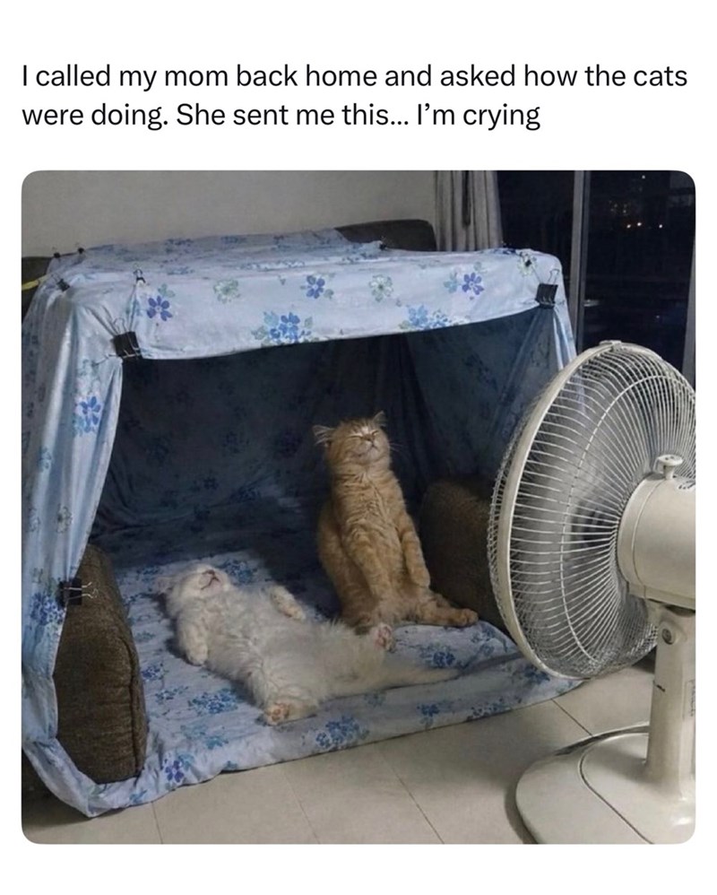 I called my mom back home and asked how the cats were doing. She sent me this... I'm crying 32