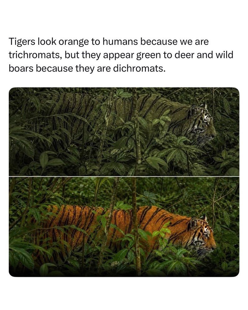 Tigers look orange to humans because we are trichromats, but they appear green to deer and wild boars because they are dichromats.