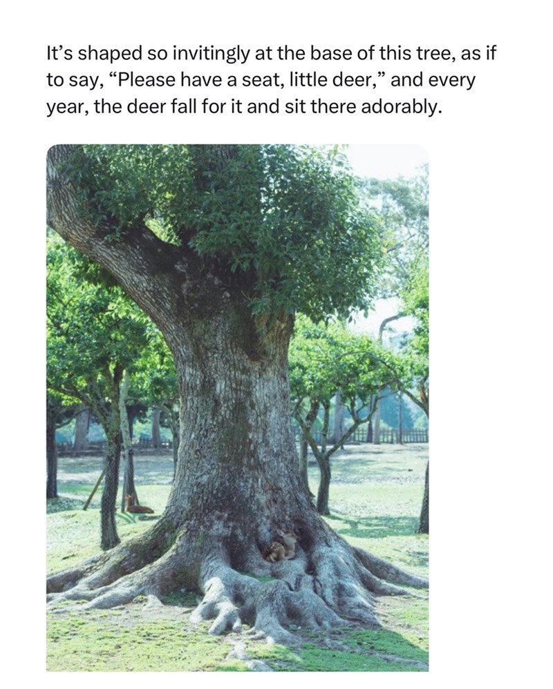 It's shaped so invitingly at the base of this tree, as if to say, "Please have a seat, little deer," and every year, the deer fall for it and sit there adorably.