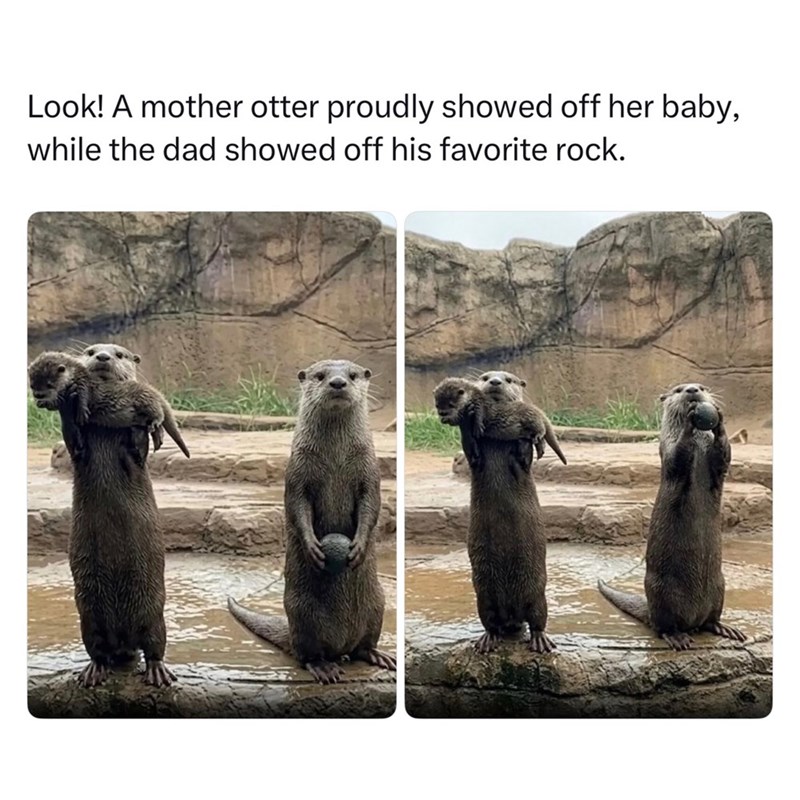 Look! A mother otter proudly showed off her baby, while the dad showed off his favorite rock.