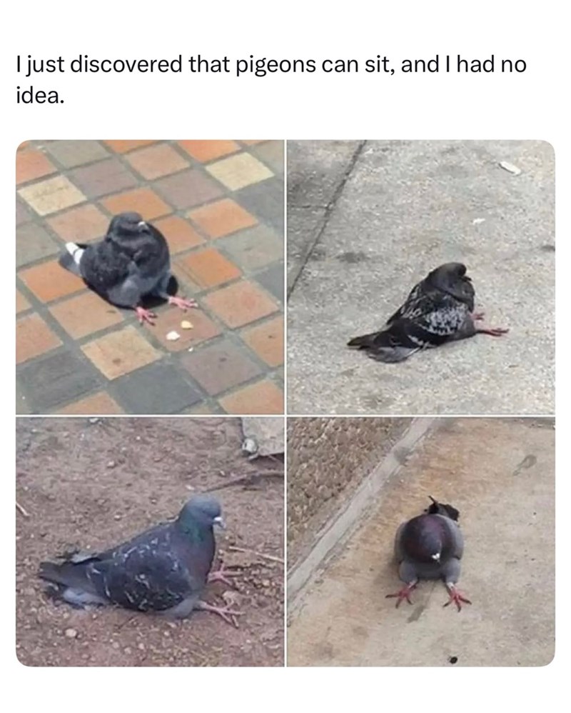 I just discovered that pigeons can sit, and I had no idea.