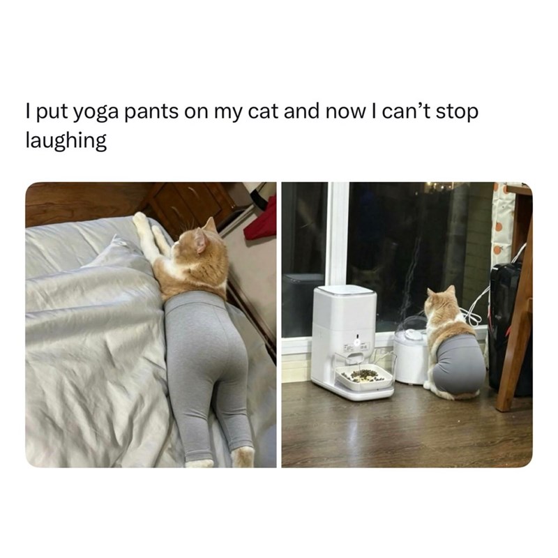 I put yoga pants on my cat and now I can't stop laughing