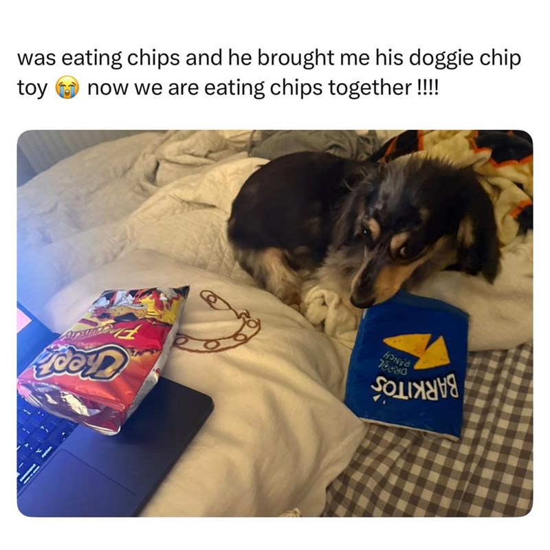 was eating chips and he brought me his doggie chip toy now we are eating chips together!!!! cor HOND 78080