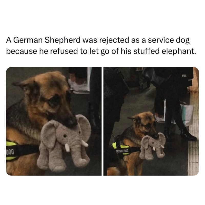 A German Shepherd was rejected as a service dog because he refused to let go of his stuffed elephant. DOG SERVICE DOG