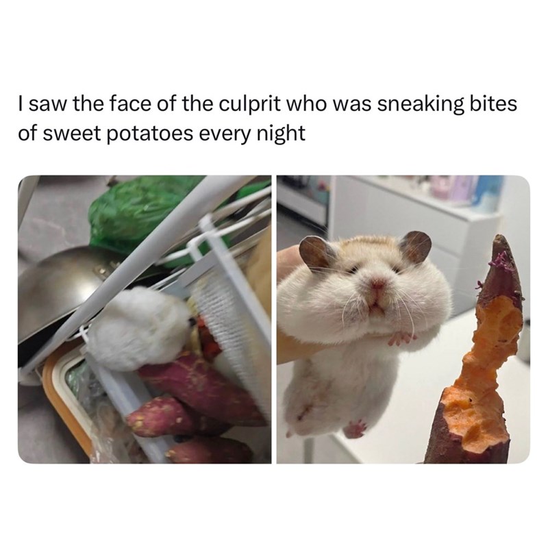 I saw the face of the culprit who was sneaking bites of sweet potatoes every night
