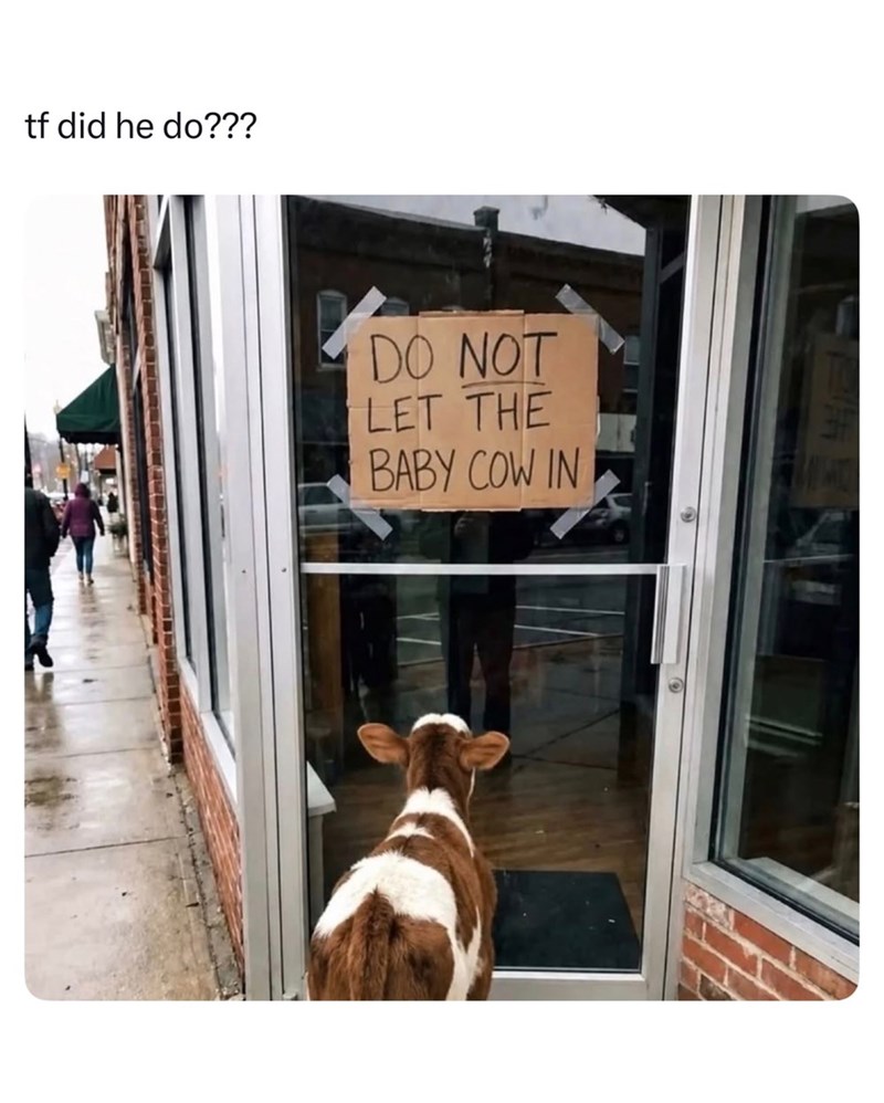 tf did he do??? DO NOT LET THE BABY COW IN