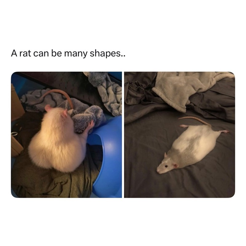 A rat can be many shapes..